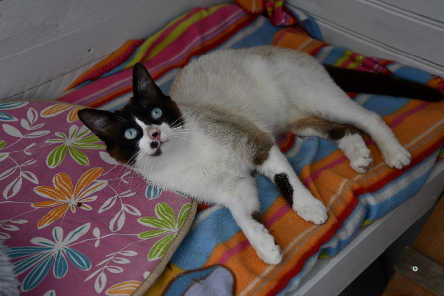 Adoption Bowie