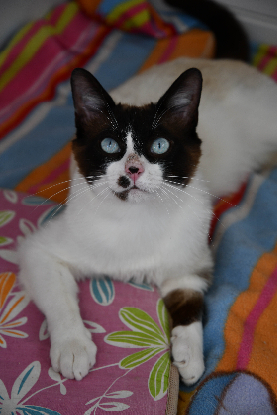 Adoption Bowie