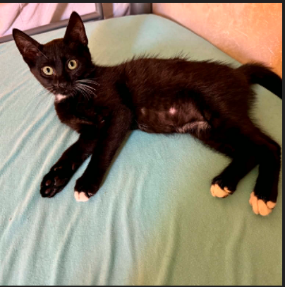 Adopter Arrow