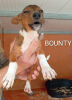 Bounty
