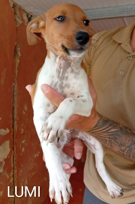 Adopter Lumi
