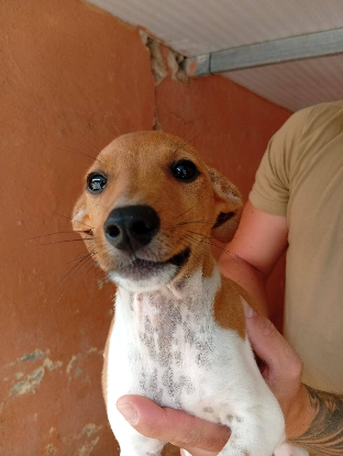 Adopter Lumi