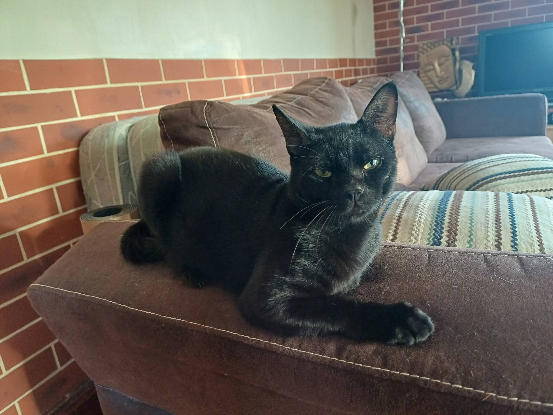 Adopter Bagheera