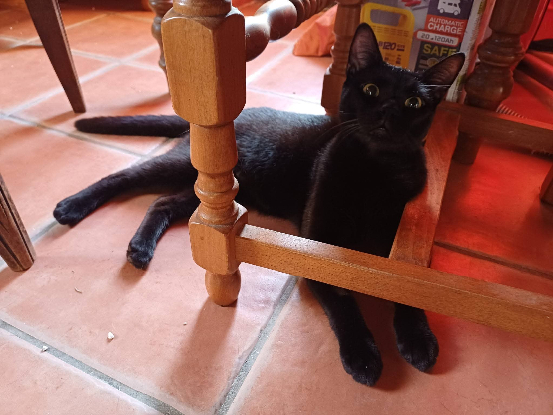 Adopter Bagheera