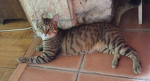 Mowgli