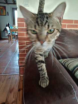 Adoption Mowgli
