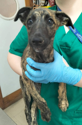 Adopter Aida