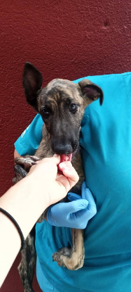 Adopter Aida