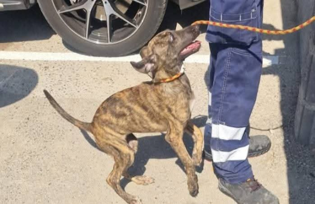 Adopter Aida
