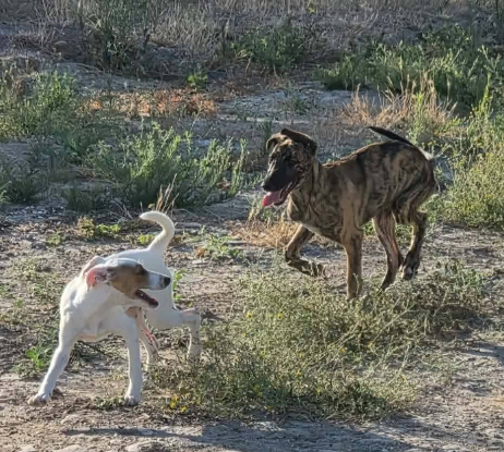 Adoption Aida