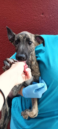 Adoption Aida