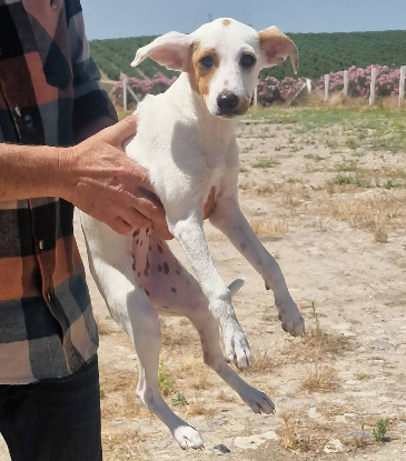 Adopter Aloa