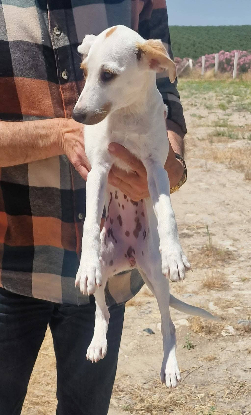 Adopter Aloa