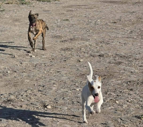 Adoption Aloa