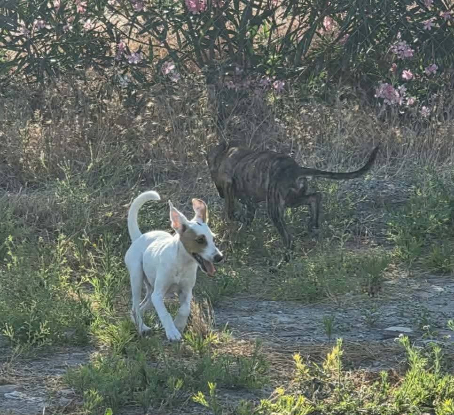 Adoption Aloa