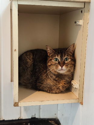 Adopter Yanma