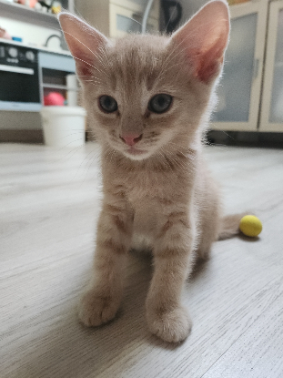 Adopter Caramel