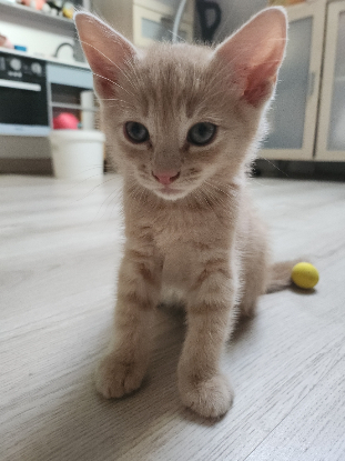 Adopter Caramel