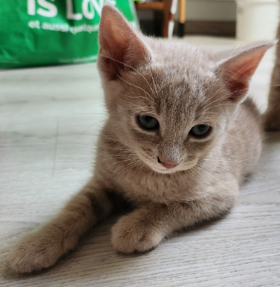 Adopter Cookie