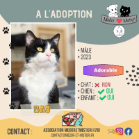 Adopter  chat : Bao