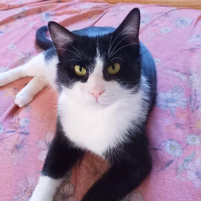 Adopter Bao