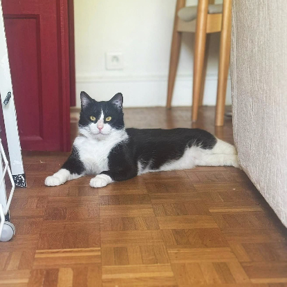 Adopter Bao