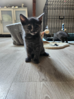Adopter  chat : Delta