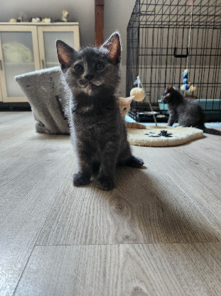 Adopter Delta