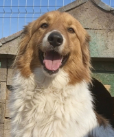 Adopter  chien : Marta