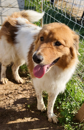 Adopter Marta