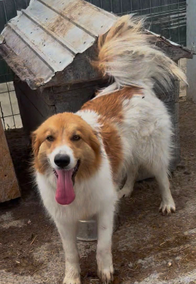 Adoption Marta