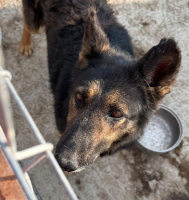 Adopter  chien : Liv