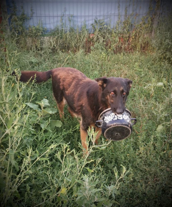 Adopter Liv