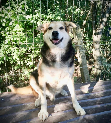 Adopter Tommy