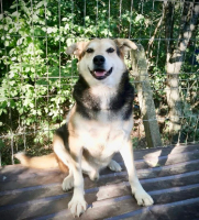 Adopter  chien : Tommy