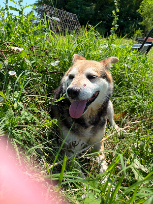 Adopter Tommy