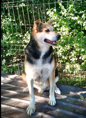 Adopter Tommy