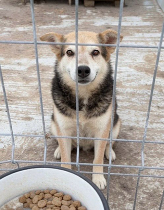 Adoption Tommy