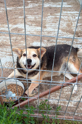 Adoption Tommy