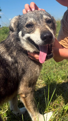 Adopter Luna
