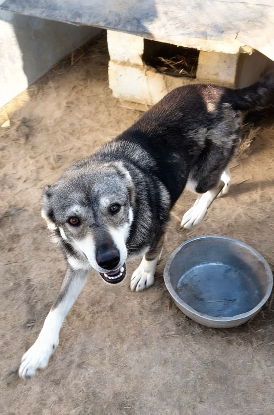 Adopter Luna