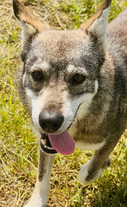 Adoption Luna