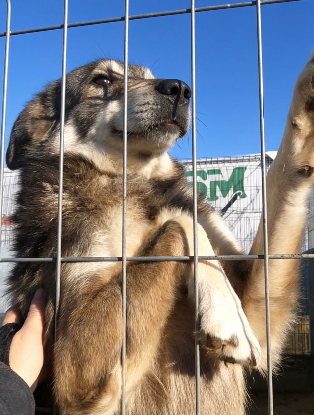 Adoption Luna