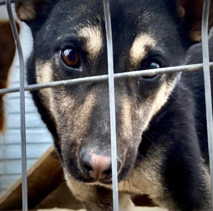 Adopter Diana