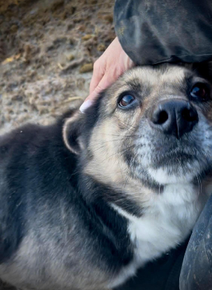 Adopter Gracie