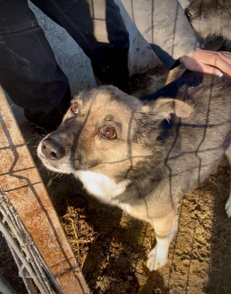 Adopter Gracie