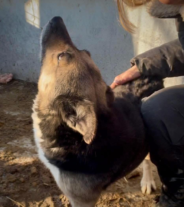 Adopter Gracie
