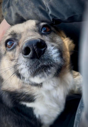 Adoption Gracie