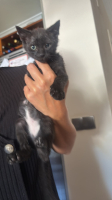 Adopter  chat : Lucio