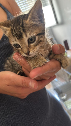 Adopter Tedy